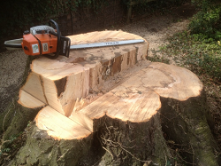 tree stump removal leeds