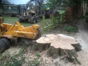 tree stump grinding harrogate